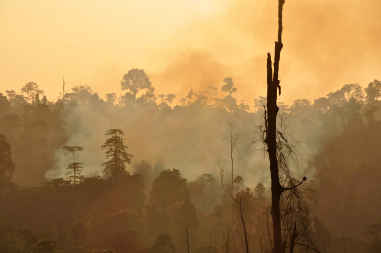 Ein wichtiger Schritt gegen die globale Waldzerstörung!